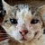 photo animal