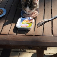 photo de livraison pour Cat Miaou