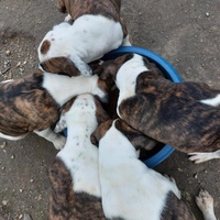 photo de livraison pour Les Poilus du 33