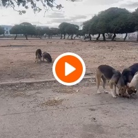 photo de livraison pour Comme Chiens et Chats Maroc