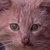 photo animal