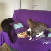 photo de livraison pour Pour l'Amour des Chats