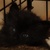 photo animal