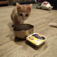 photo de livraison pour Chat L'Heureux Chat l'Ange et Cie