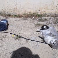 photo de livraison pour Les Aristocats