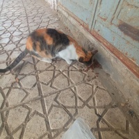 photo de livraison pour Hajar Aourz