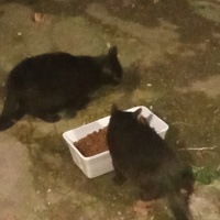 photo de livraison pour Les chats libres de Caro