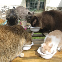 photo de livraison pour Jardin des Chats