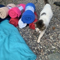 photo de livraison pour Les chats de chez nous
