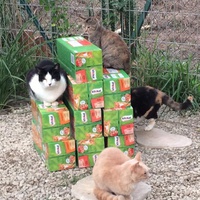 photo de livraison pour Les chats de chez nous