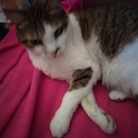 photo de livraison pour Chats Grains d'Amour