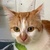 photo animal