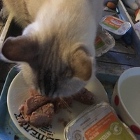 photo de livraison pour Félin Pour L’Hôte