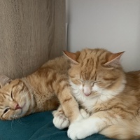 photo de livraison pour Le Chat Salonais
