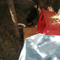 photo de livraison pour L'Ecole du Chat Istreen
