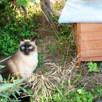 photo de livraison pour Amis des Chats de Port-Vendre