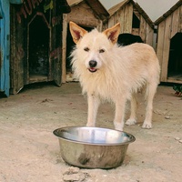photo de livraison pour SOS Animaux Tunisie