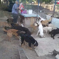 photo de livraison pour Animal World Struga