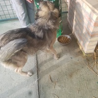 photo de livraison pour Udruženje za zaštitu životinja "Pongo"