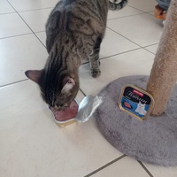 photo de livraison pour Les Chats de Condom 32