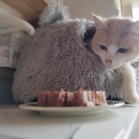 photo de livraison pour Sanctuaire Paradis d'Animaux