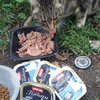 photo de livraison pour Les Chats-Pitresdelavi-Ste