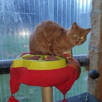 photo de livraison pour Paroles de Chats