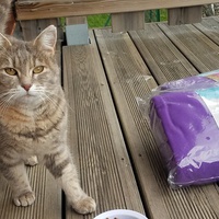 photo de livraison pour Nos Amis les Poilus à Quatre Pattes