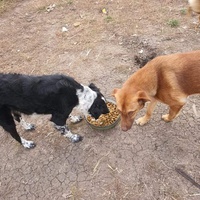 photo de livraison pour Serbian Society for the Protection of Animals - SSPA