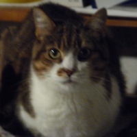 photo de livraison pour Chats Heureux