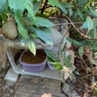 photo de livraison pour Le Chat Salonais