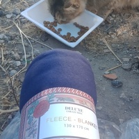 photo de livraison pour Les Chats-Pitresdelavi-Ste