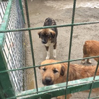 photo de livraison pour Save & Hope for Dogs
