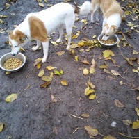 photo de livraison pour Serbian Society for the Protection of Animals - SSPA