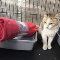 photo de livraison pour Chats Libres de Béziers
