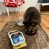 photo de livraison pour Le Gang des Matous