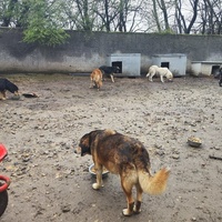 photo de livraison pour Svetlana Bjelogrlic