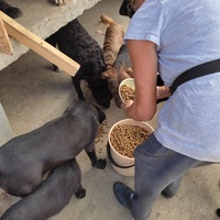 photo de livraison pour Društvo za zaštitu životinja "Bela"