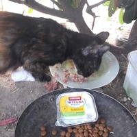 photo de livraison pour Les Chats-Pitresdelavi-Ste