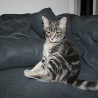 photo de livraison pour Jardin des Chats