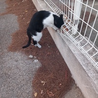 photo de livraison pour L'Ecole du Chat Istreen