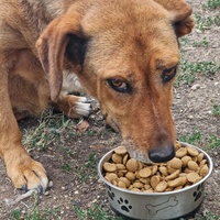 photo de livraison pour Serbian Society for the Protection of Animals - SSPA