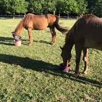 photo de livraison pour Les Chevaux d'Elo