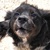 photo animal