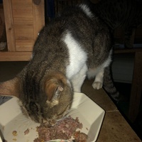 photo de livraison pour Les chats de chez nous