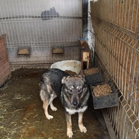 photo de livraison pour RespekTIERE Leben e.V.