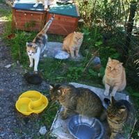 photo de livraison pour Amis des Chats de Port-Vendre