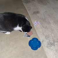 photo de livraison pour Les Chats de Condom 32
