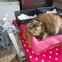 photo de livraison pour Les Chats de Cooper