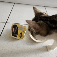photo de livraison pour SADF (Sauvetage des animaux domestiques de France)